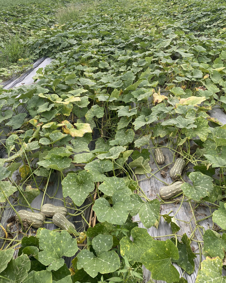 Striped Butternut Squash Seeds,Hạt Giống Bí Hạt Đậu F1 – NON-GMO