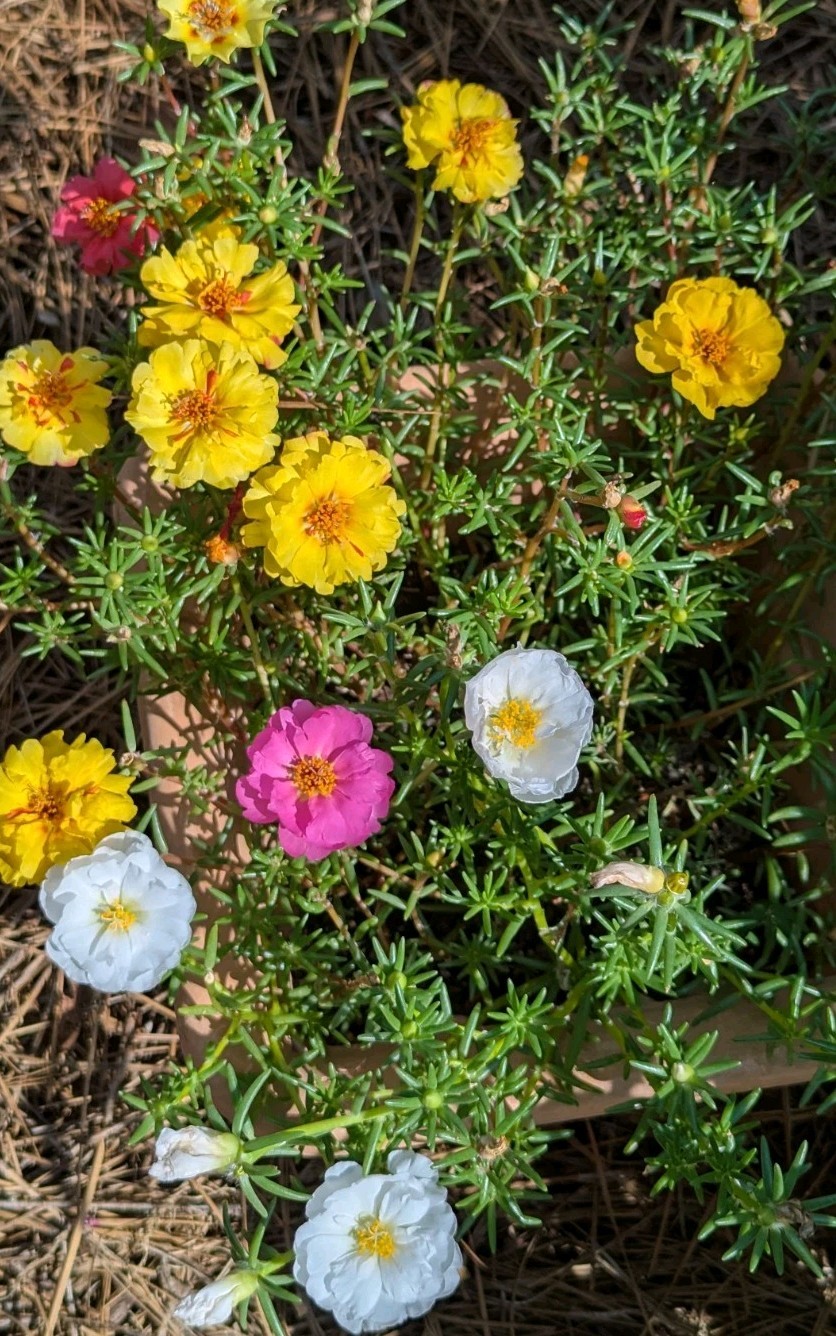 1000+ Moss Rose Double Mix Portulaca grandiflora button rose 150mg seeds