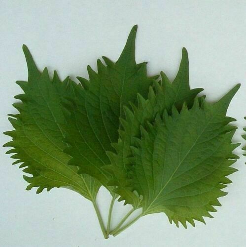 100 GREEN SHISO Seeds AUTHENTIC OHBA AO Japanese Perilla frutescens var Crispa