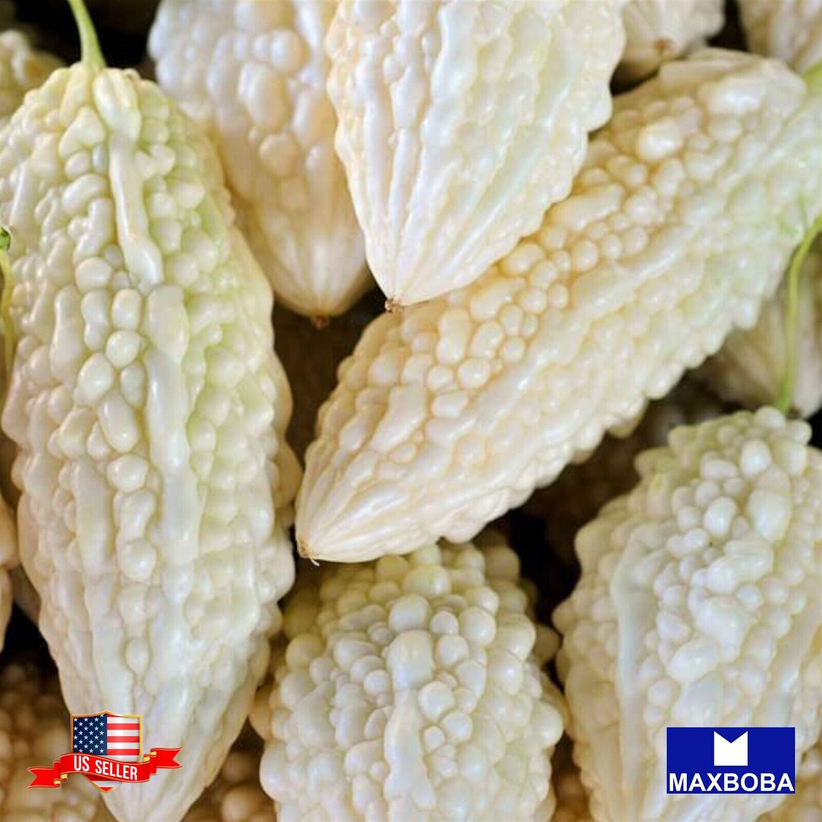 Gourd Fresh Seeds Bitter White Hybrid Non-GMO Vegetable