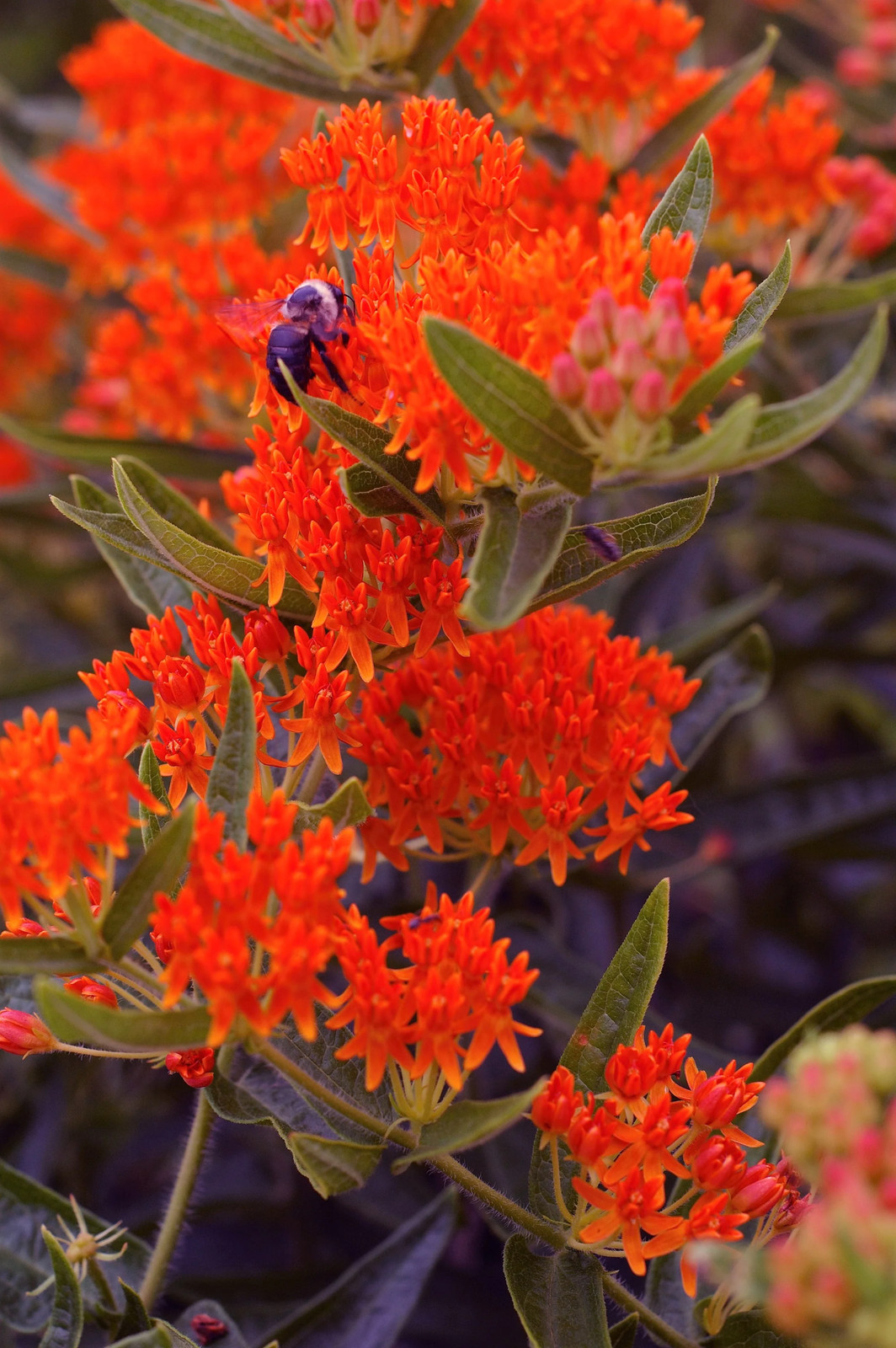 10 GAY BUTTERFLIES MILKWEED Red Yellow Orange Mix Asclepias Tuberosa Flower Seed
