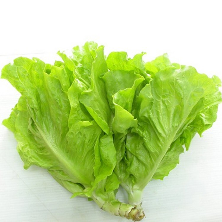 1000+PCS VIETNAMESE BUTTERHEAD LETTUCE SEEDS, HẠT XÀ LÁCH MỠ | 98% GERMINATION |