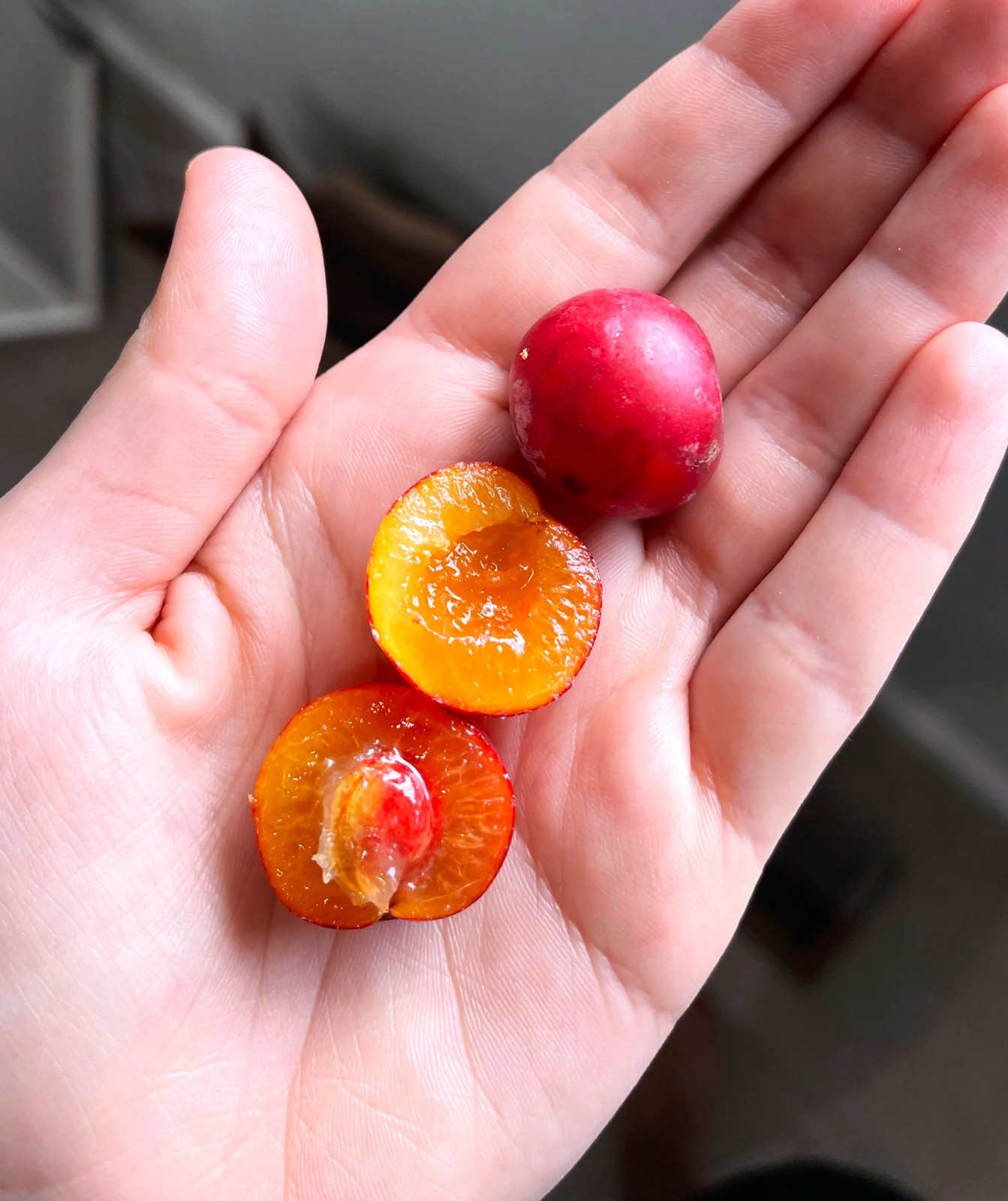 American Plum Tree Seeds – For 2026 Planting Prunus Americana Wild Plums Red