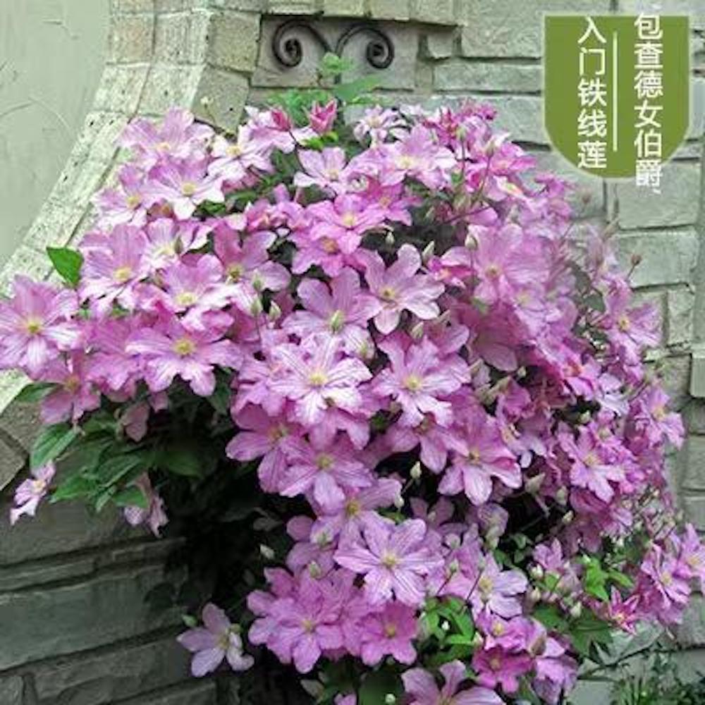 20 EXOTIC RARE CLEMATIS SEEDS garden flower plant vine climber USA SELLER USPS