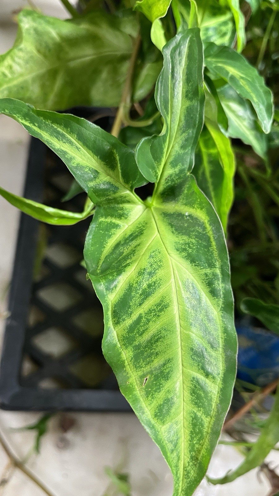 Syngonium Podophyllum Variegated deep cut arrow head plant.