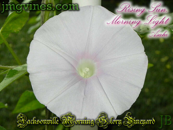 Rising Sun, Morning Light / Asahi Japanese Morning Glory 6 Seeds