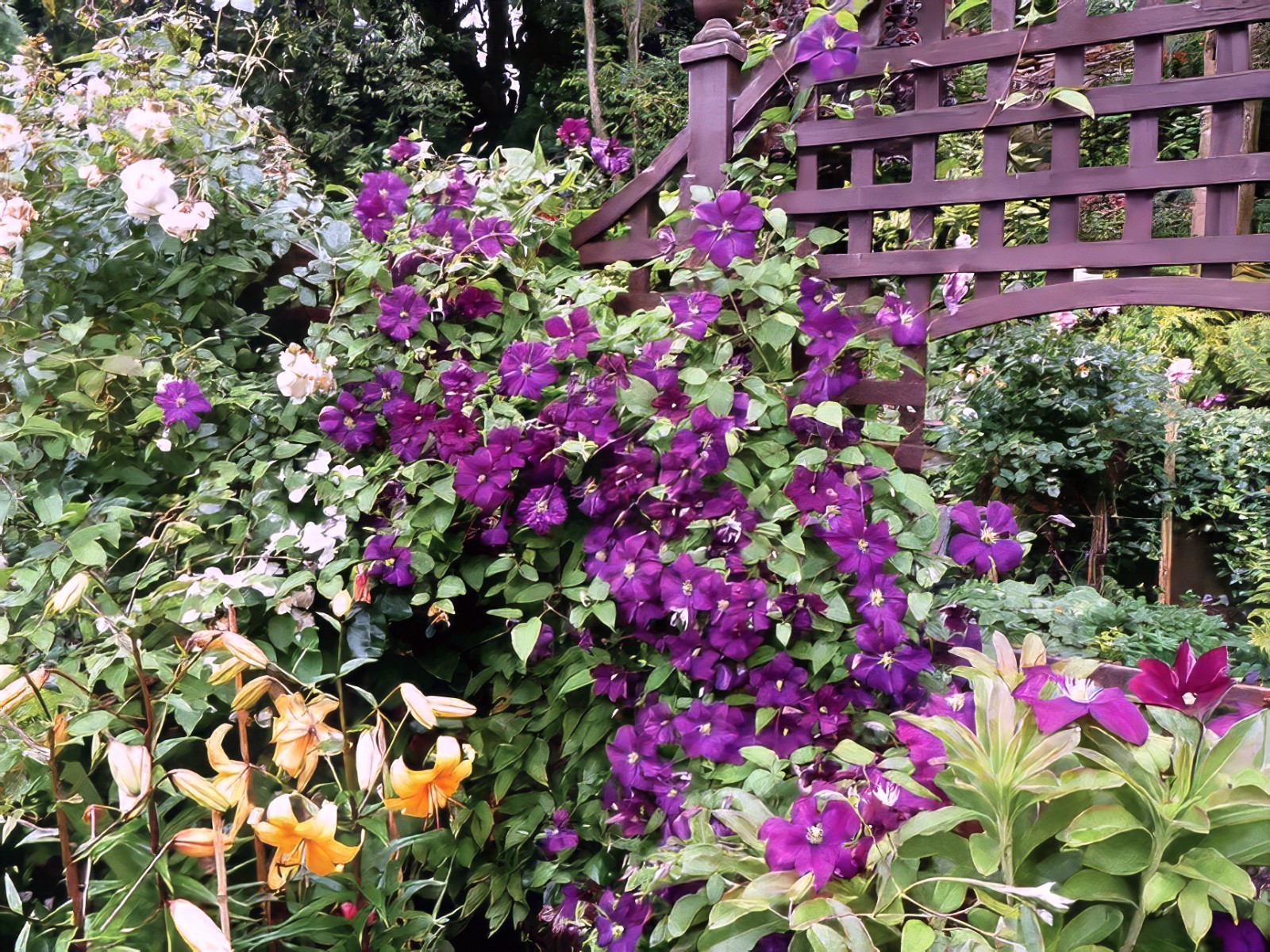 Purple Clematis viticella Seeds, Italian Leather Flower, Hardy – 4 Climber Vine
