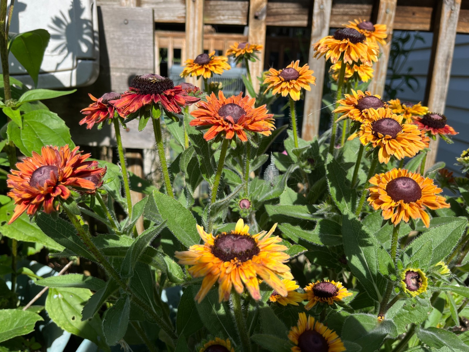 Rudbeckia Hirta Sahara / Gloriosa Daisy, Healthy Starter, Multicolor Flower