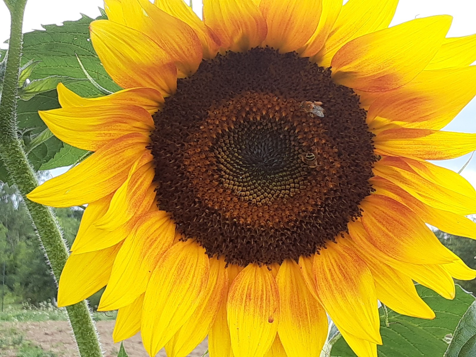 x50 Chief Tecumseh Blackseed Sunflowers – MICHIGAN GROWN! Organic, non-GMO