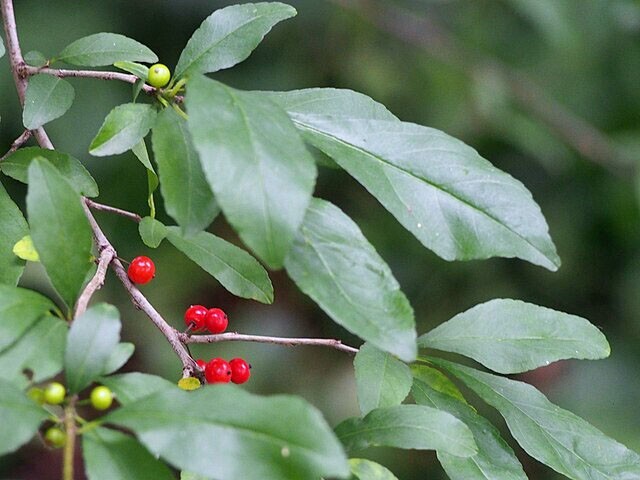 Ilex decidua | Deciduous Holly | 20 Seeds