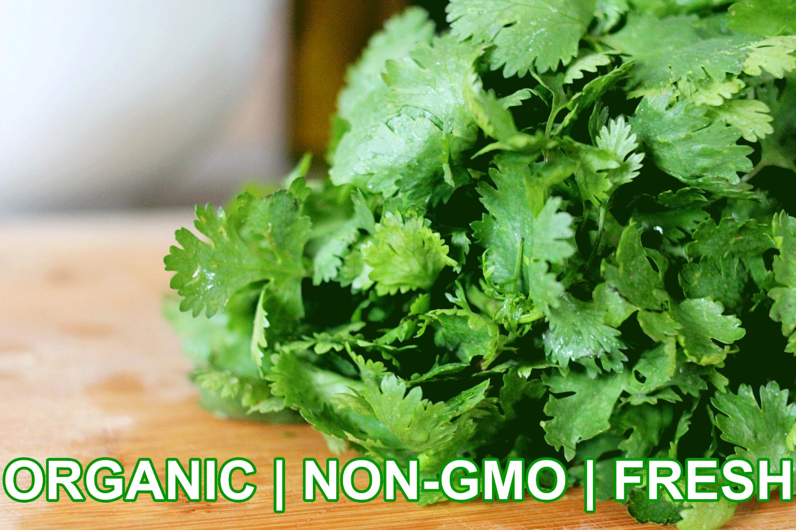 Cilantro Microgreen Seeds | Non-GMO Coriander Seeds Bulk USA Free Shipping