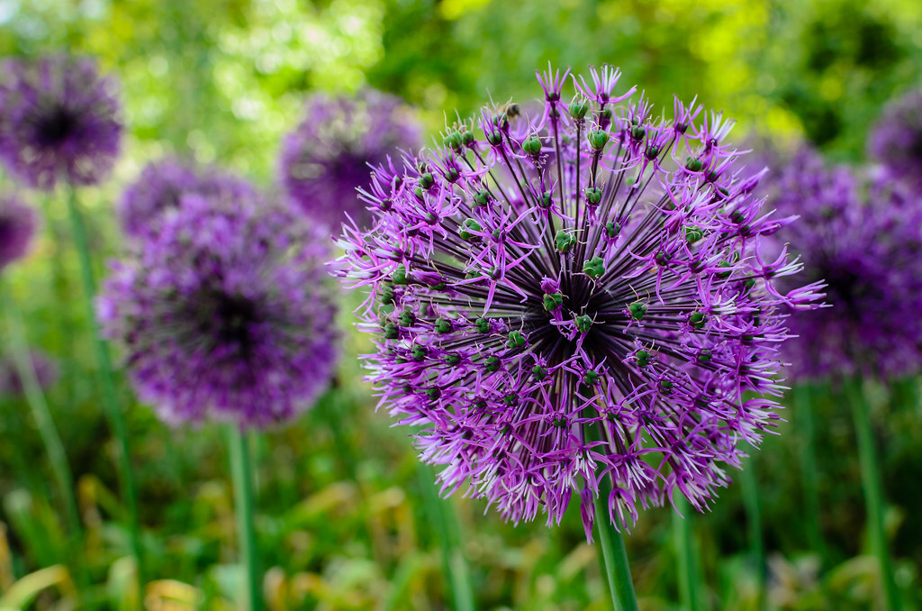 ALLIUM JESDIANUM Seeds *FREE Shipping!* Ornamental Onion Organic Vegetable Seeds