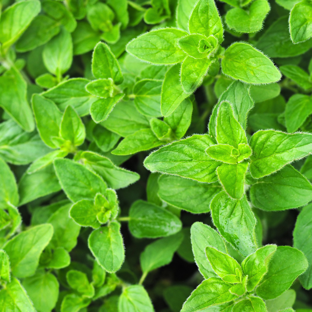 Fresh Oregano Seeds | Italian | Herb | Culinary | Heirloom Non-GMO | Herb Seeds