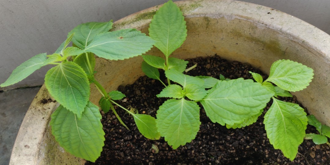 🌱 Heirloom Perilla Mint/Green Shiso/Kaennip Herb 50+ Seeds Non-GMO