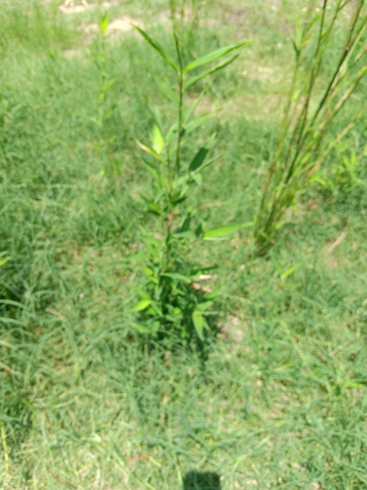 Bamboo Plants Live Starter Plant 10 Rizomes Organic Aurea Bamboo