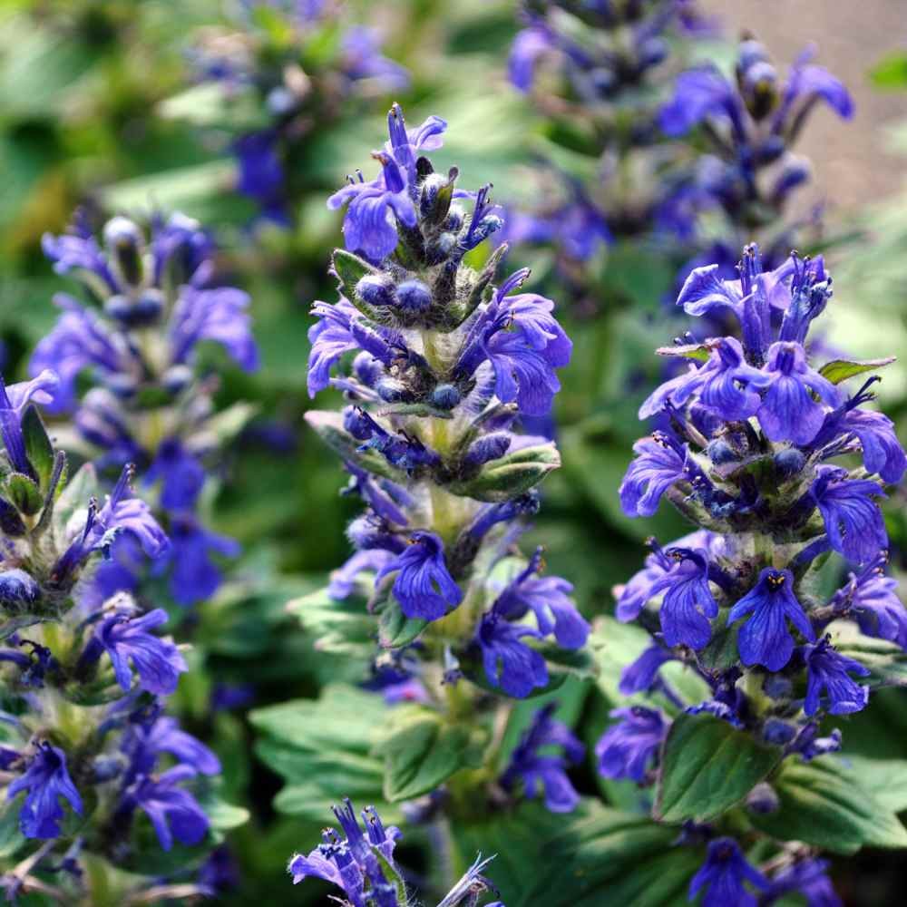5000 Seeds Salvia Farinacea Drought Tolerant Blue Sage Wildflower Seeds