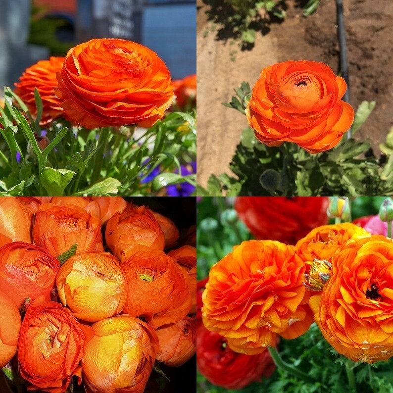 Ranunculus Flower Bulbs 16 Orange Picotee Corms Peony Rose Garden Wedding Plants