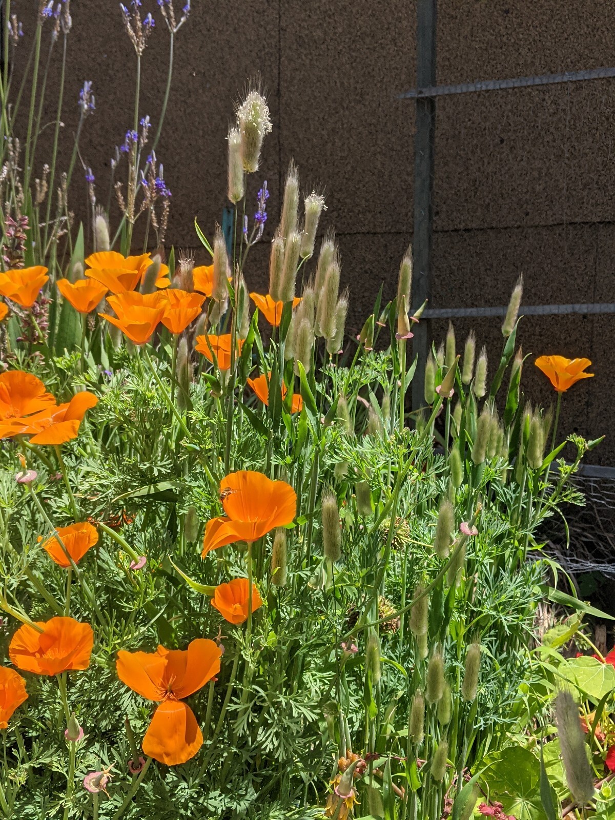 California “Gold Rush” Poppies (100+ SEEDS) Eschscholzia. USA Grown 2023 CROP