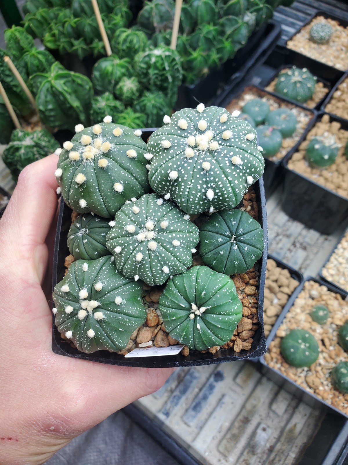 Astrophytum asterias “Mixed Cultivar” 100 Seeds