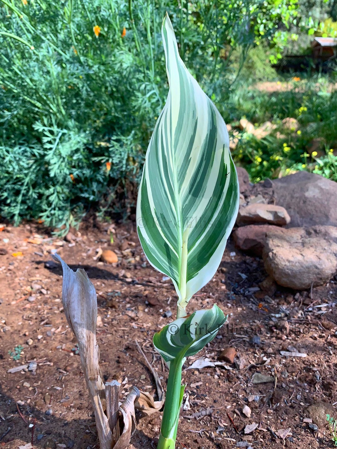 Canna Lily (1) Rhizome “STUTTGART” Variegated Ivory Green Foliage!
