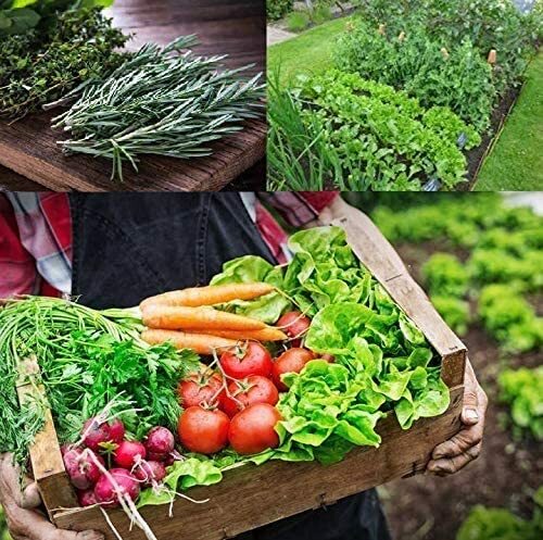 Survival Garden Seed Kit 12 Different Vegetable Seed Packets Homestead Garden