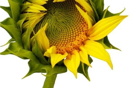 Organic Grey Striped Mammoth Sunflower – Helianthus annuus
