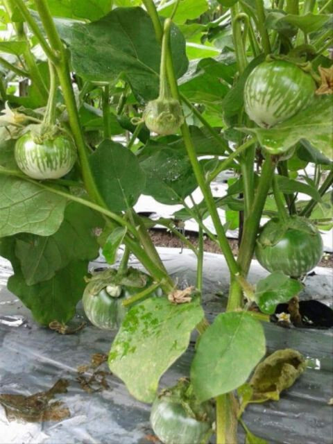 GREEN THAI EGGPLANT ,PETCH SIAM / MATTI GULLA SEEDS, HẠT CÀ DĨA VN
