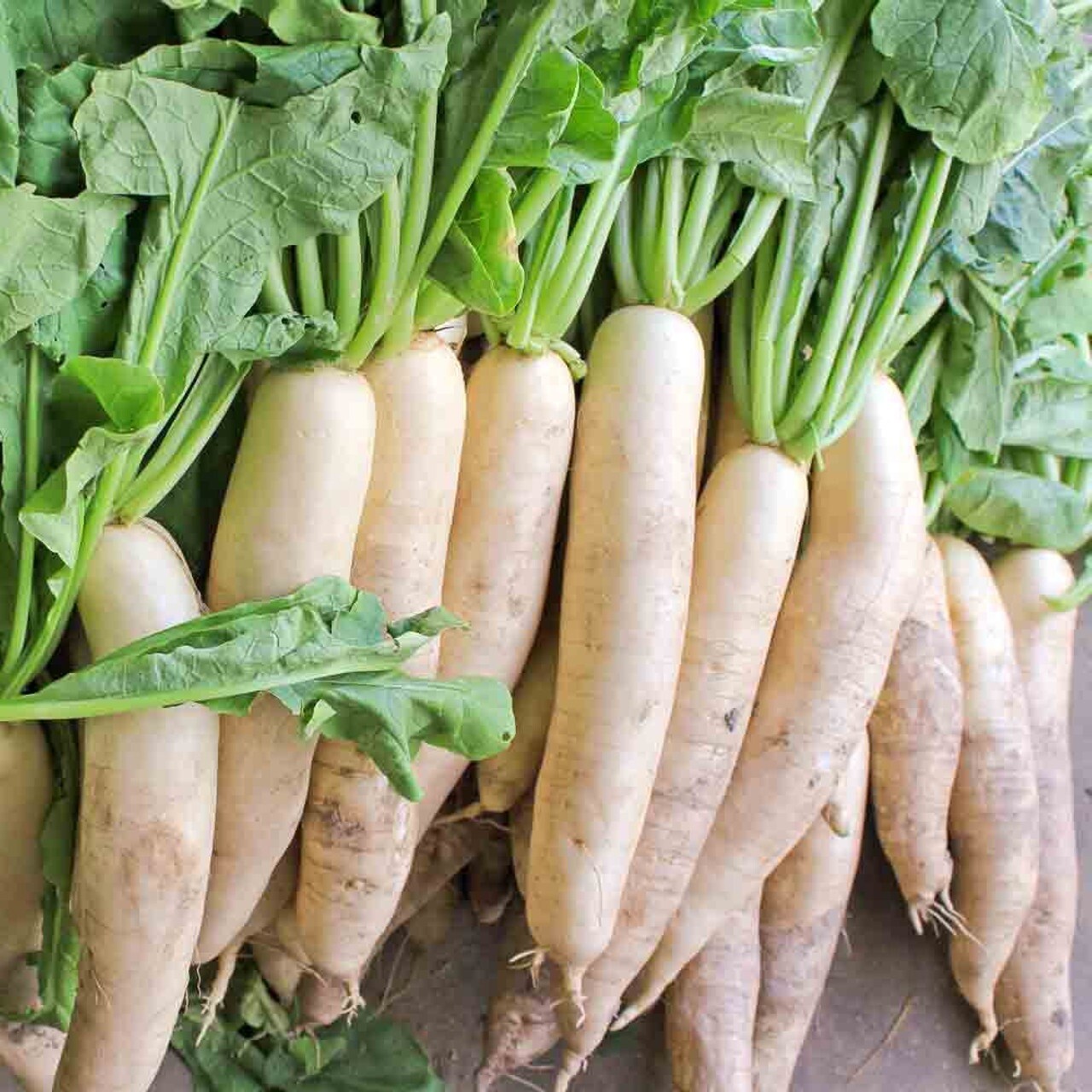 Daikon Radish Seeds – Fast Growing Edible Sprouting Cover Crop NON-GMO