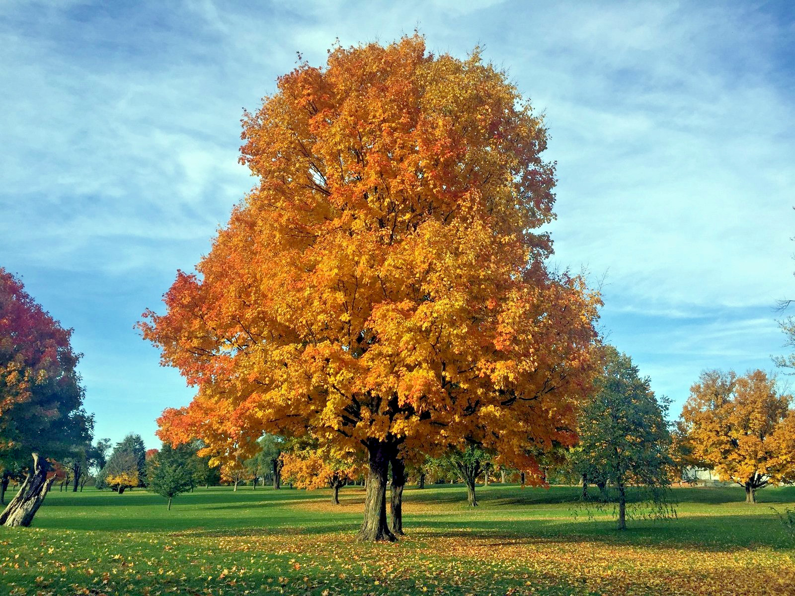 Northern Sugar Maple Tree Seeds (Acer saccharum) Fall Color Cold Hardy to Zone 3