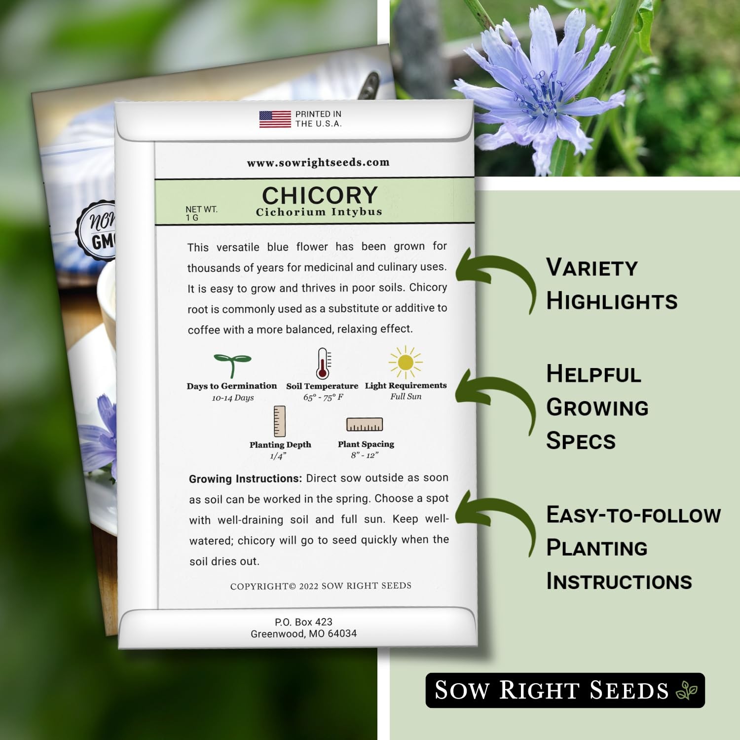 Chicory Seeds Non GMO Heirloom Garden Planting Blue Wildflower Edible Leaves Cof
