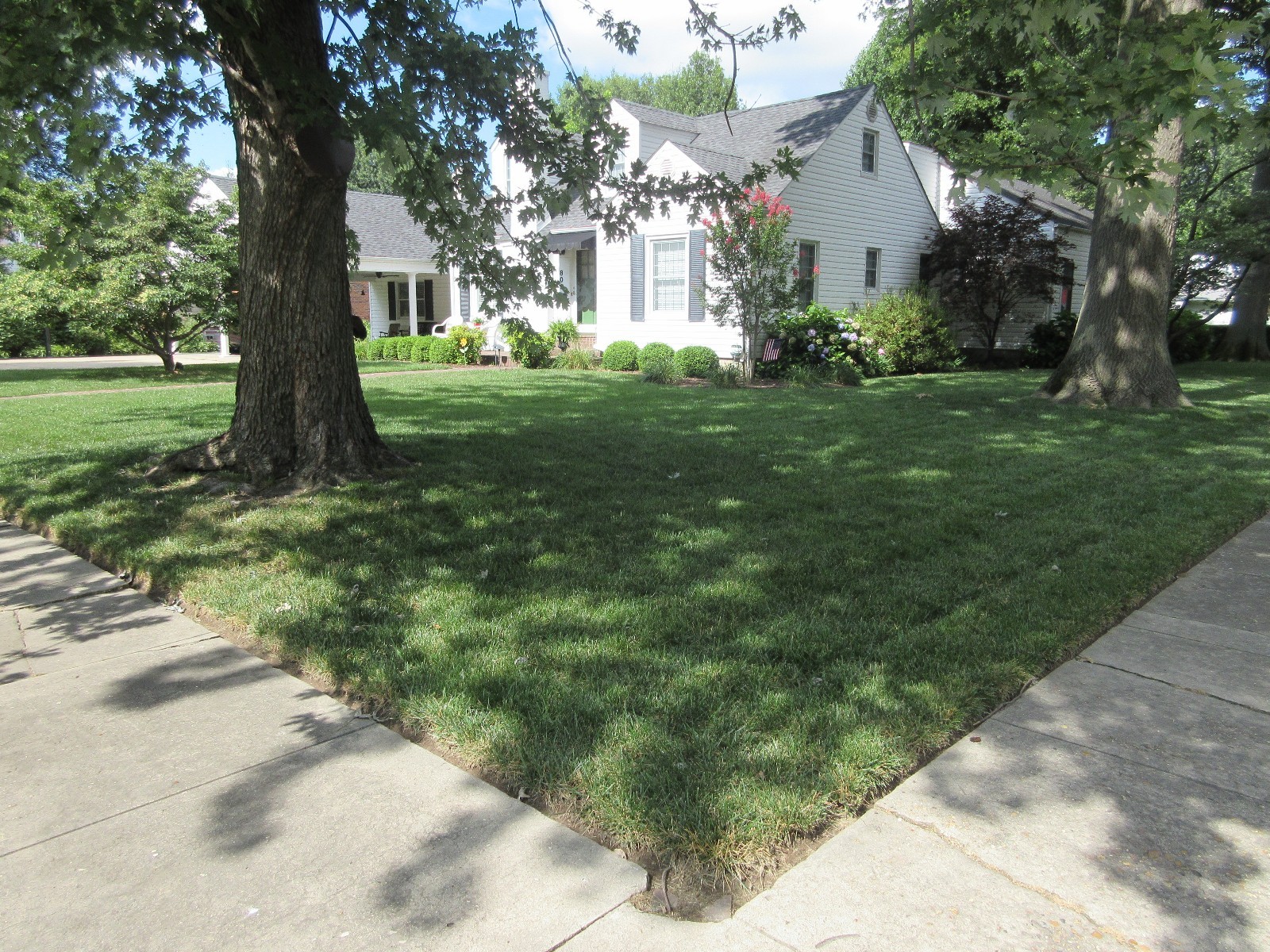 FALCON IV TURF TYPE FESCUE Grass Seed Disease Resistant Deep Green Color & Hardy