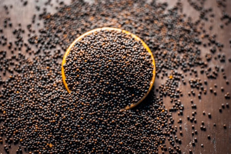 Florida Broadleaf Mustard 2500 Seeds, NON-GMO, Garden Growing, FREE SHIPPING