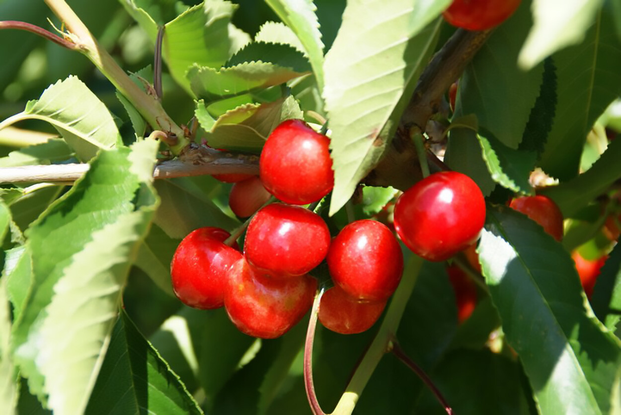 Sweet Cherry, (Mazzard Cherry), Prunus avium, Tree Seeds (Showy, Edible, Fast)