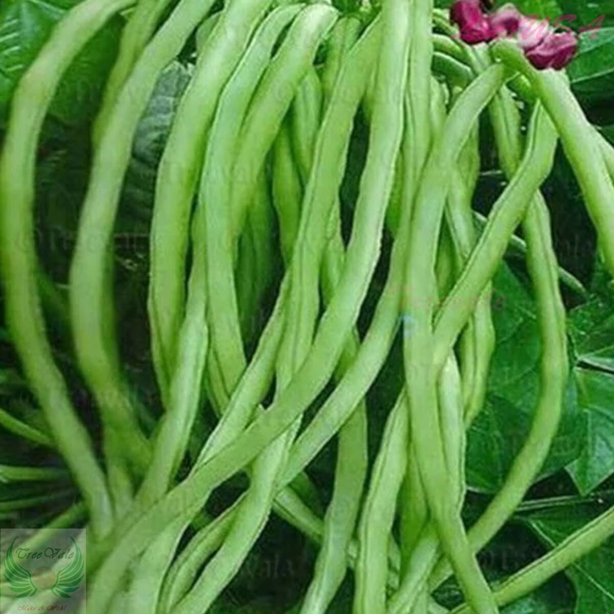 Yardlong Bean, Asparagus Bean, Snake Bean, Chinese Long Bean SEEDS | Non-GMO