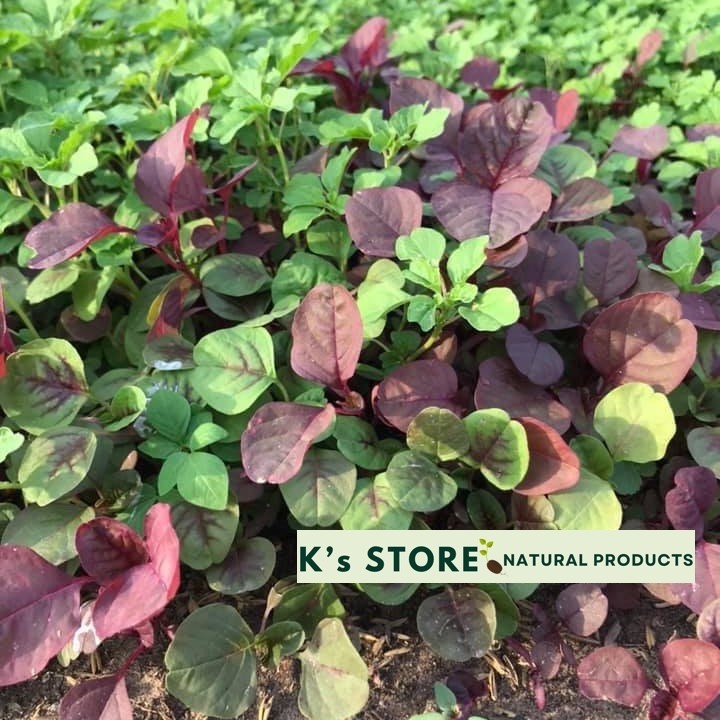 2000+PCS GARNET AMARANTH SEEDS/ RAU DỀN BA MÀU | 90% GERMINATION |