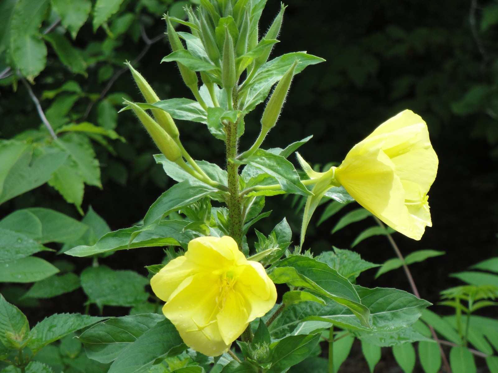 Oenothera biennis primros Native Wildflower 100seeds from 2025 Birds Bees Edible
