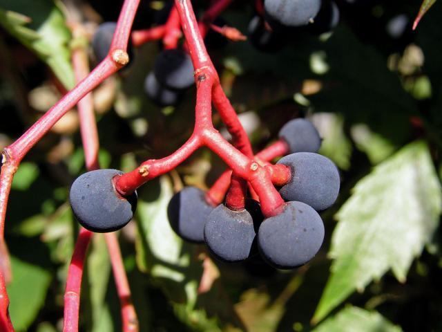 2 year old Parthenocissus quinquefolia, grape virginia creeper bareroot plant