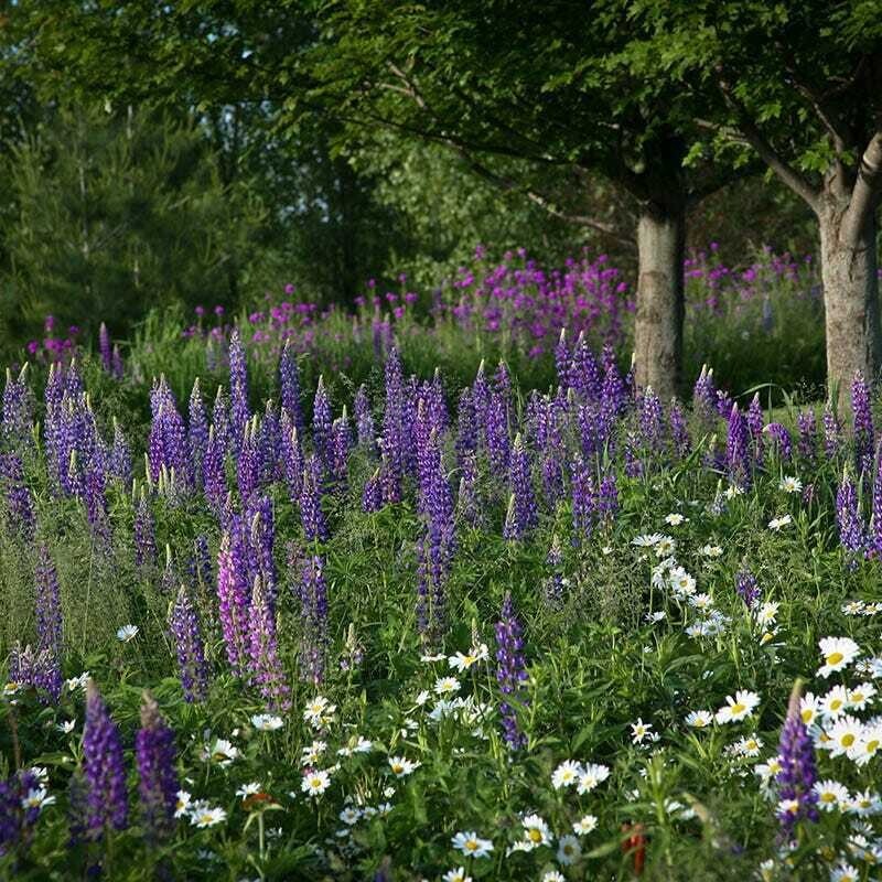 1000+ Wildflower Mix – ALL PERENNIAL – Heirloom – Pollinator – Non GMO – FRESH