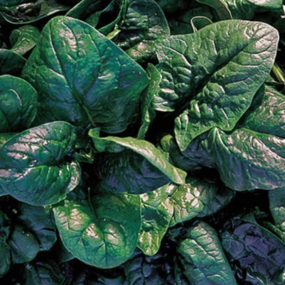 Spinach Seeds, America Spinach Seeds, “COOL BEANS N SPROUTS” Heirloom. Non-GMO.