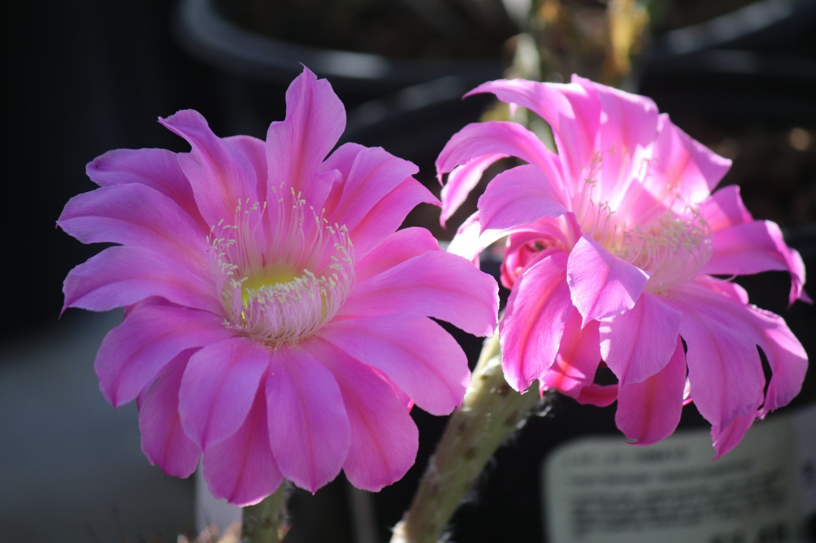 Echinopsis hybrid ‘Foxy Lady’