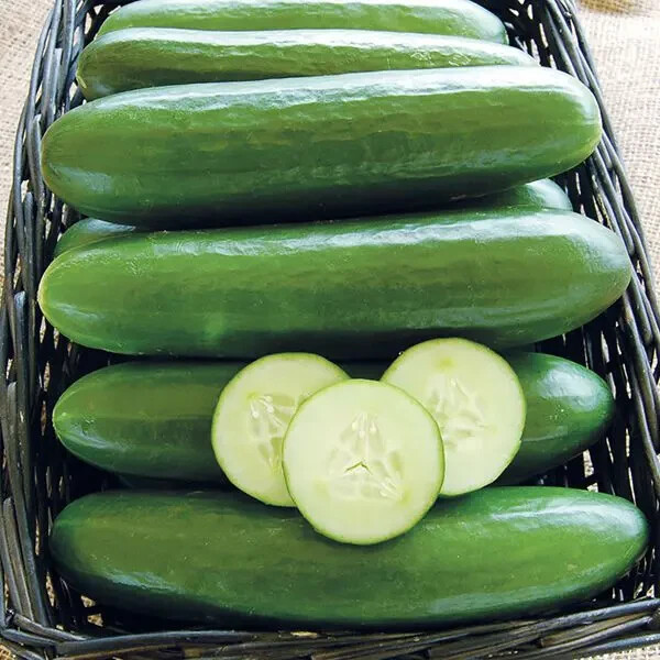 30+ seeds, Cucumber – Muncher, non-GMO, fast growing, open pollinated seed