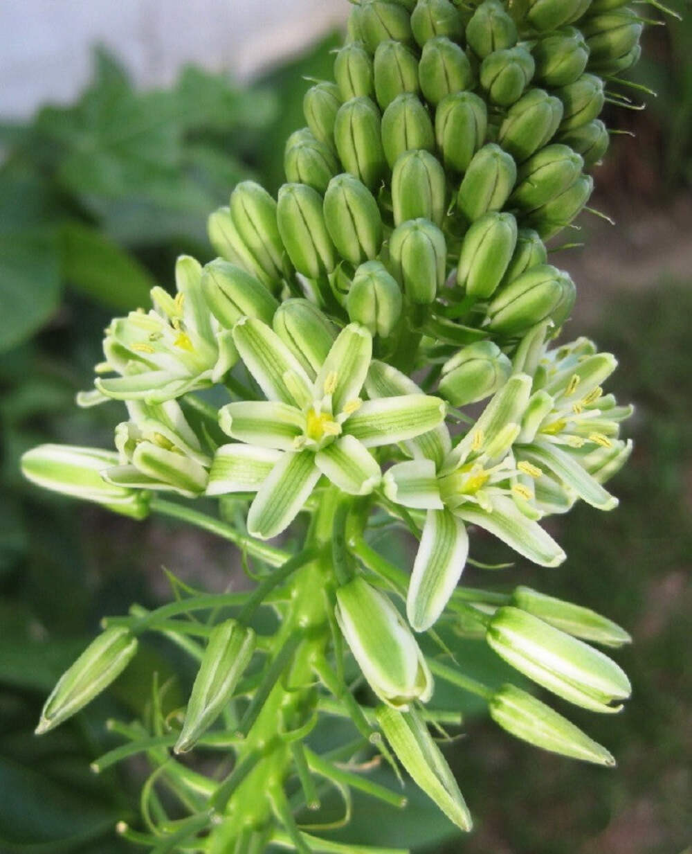 20 PREGNANT ONION SEEDS ak False Sea Onion Lily Ornithogalum Caudatum Houseplant