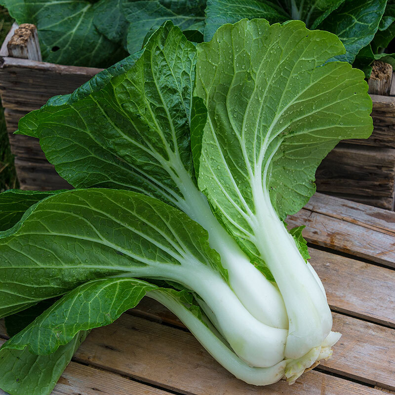 Pak Choi (Bok Choy) Chinese Cabbage Seeds Non-GMO USA Ships Free Bulk Seeds