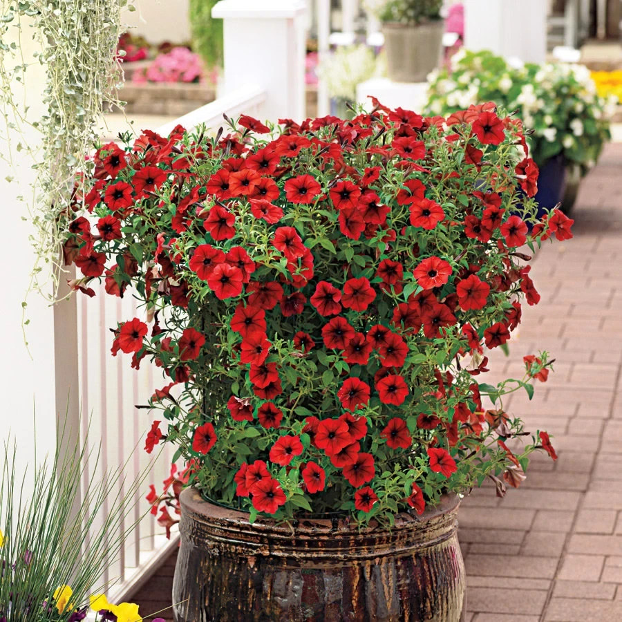 SHAKERSNC Petunia Various Seed Collection – 10 Seeds Per Package $5.50