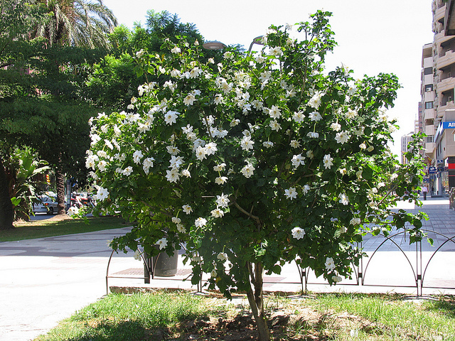 Gardenia Thunbergia 10 Seeds, Fragrant Wild Gardenia, Shrub Plants or Small Tree
