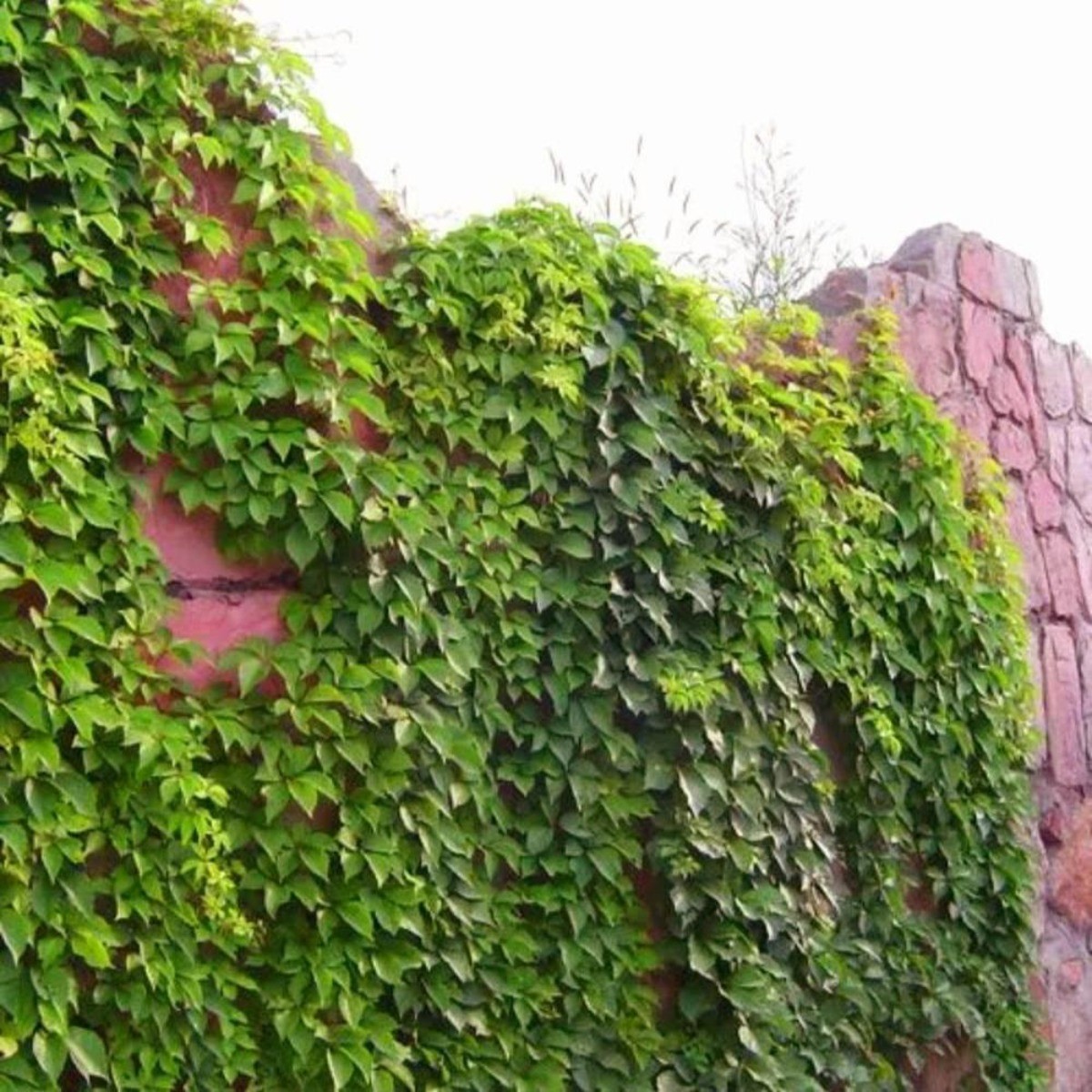 30 Climbing Ivy Seeds for Planting – Easy to Grow Boston Ivy Vine-Fast Shipping