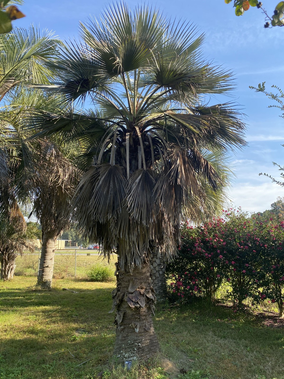 Brahea armata Seeds! Mexican Blue Palm, Blue Hesper Palm Seeds. Cold Hardy!!!