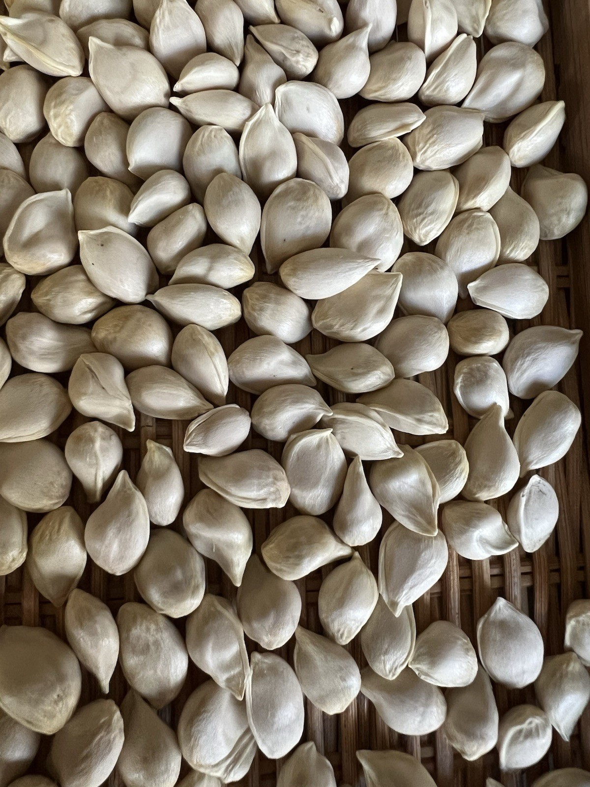 30 Fresh Yuzu Citrus Seeds 🍋