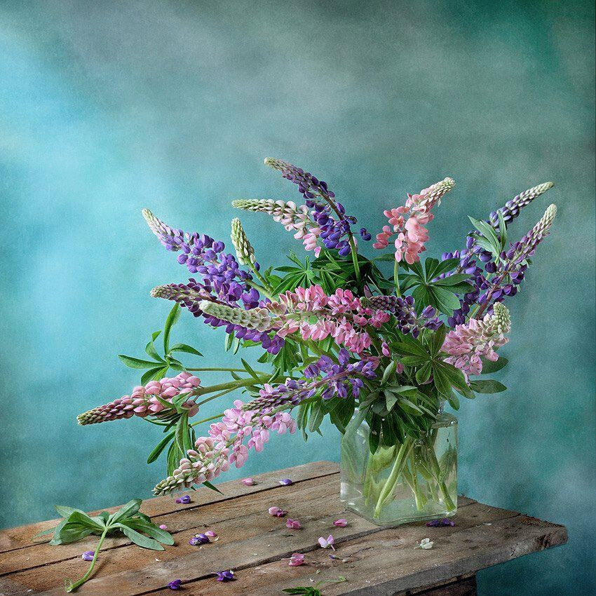 1/2 oz, 500+ seeds Russell Lupine Perennial Mixed Colors Lupinus Polyphyllus