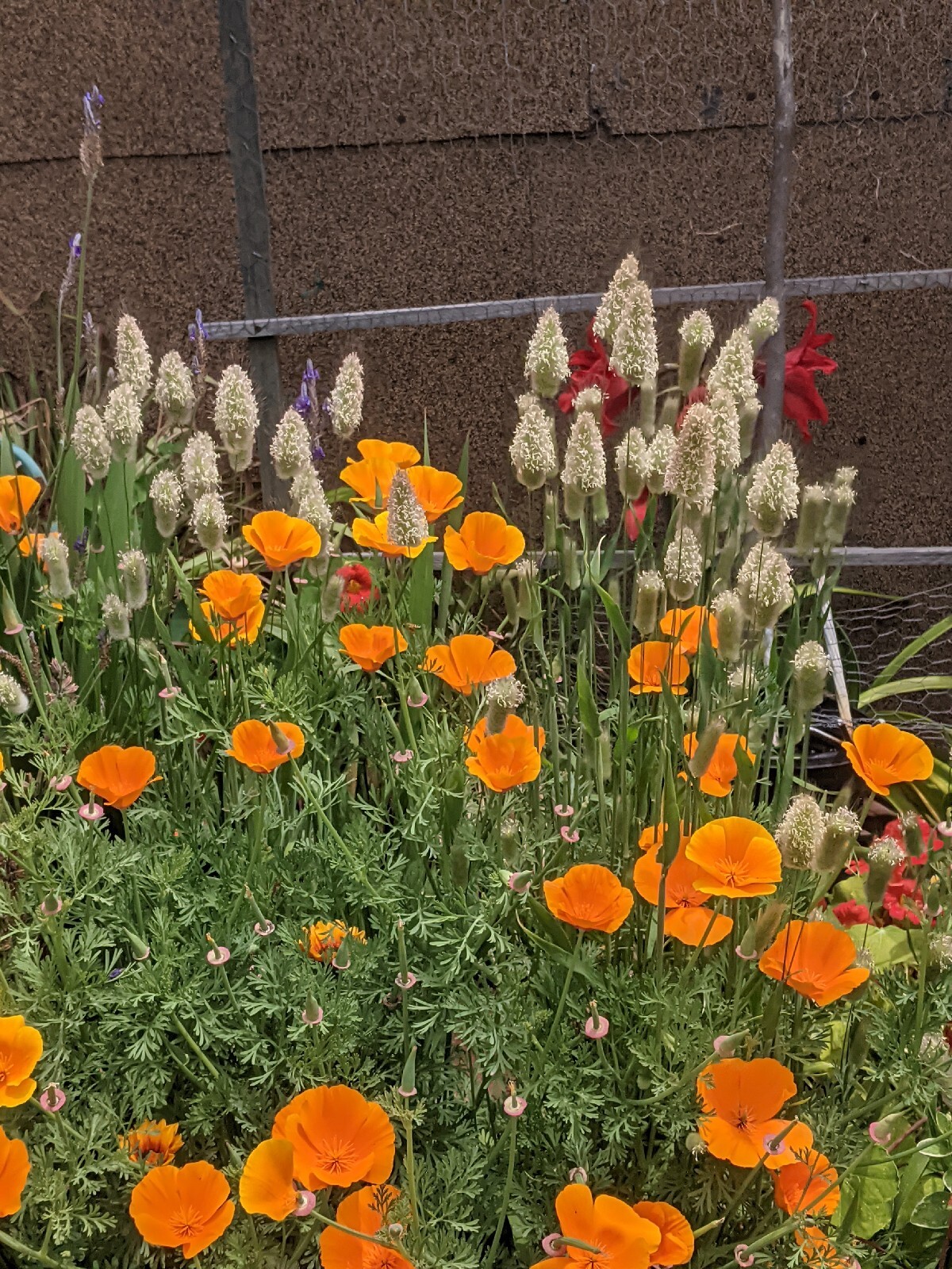 California “Gold Rush” Poppies (100+ SEEDS) Eschscholzia. USA Grown 2023 CROP